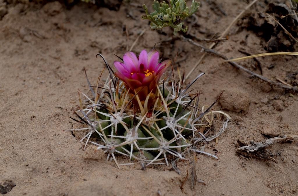 Feds To Review Rare Plants in New Mexico