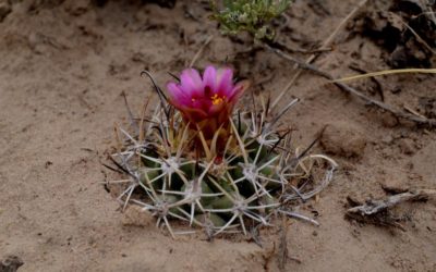 Feds To Review Rare Plants in New Mexico